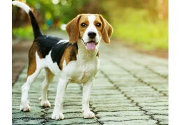 LE BEAGLE, LE CHIEN TRICOLORE ANGLAIS