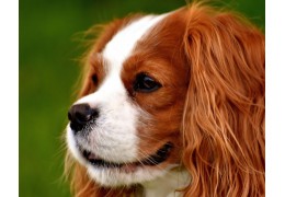 Le Cavalier King Charles un chien emblématique