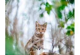 Que mange réellement un chat à l’état sauvage ?