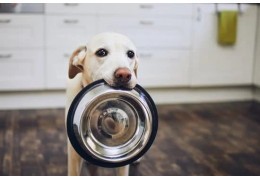 Quelle marque de croquette sans céréales ?