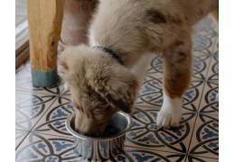 Quelle quantité de croquettes donner à mon chien ?