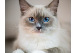 Ragdoll : Caractère, prix, santé et alimentation