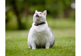 Les croquettes sans céréales pour chat sont-elles light ?