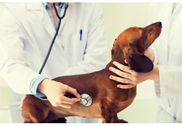 Quand et pourquoi se tourner vers des croquettes santé ?