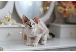 Le Devon Rex : le chat-caniche !