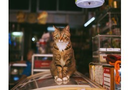 Toyger, chat à l'allure de petit tigre