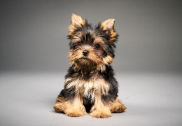 Le Yorkshire Terrier